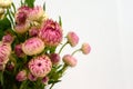 Pink helichrysum Straw flower bloomingÃÂ on white background Royalty Free Stock Photo